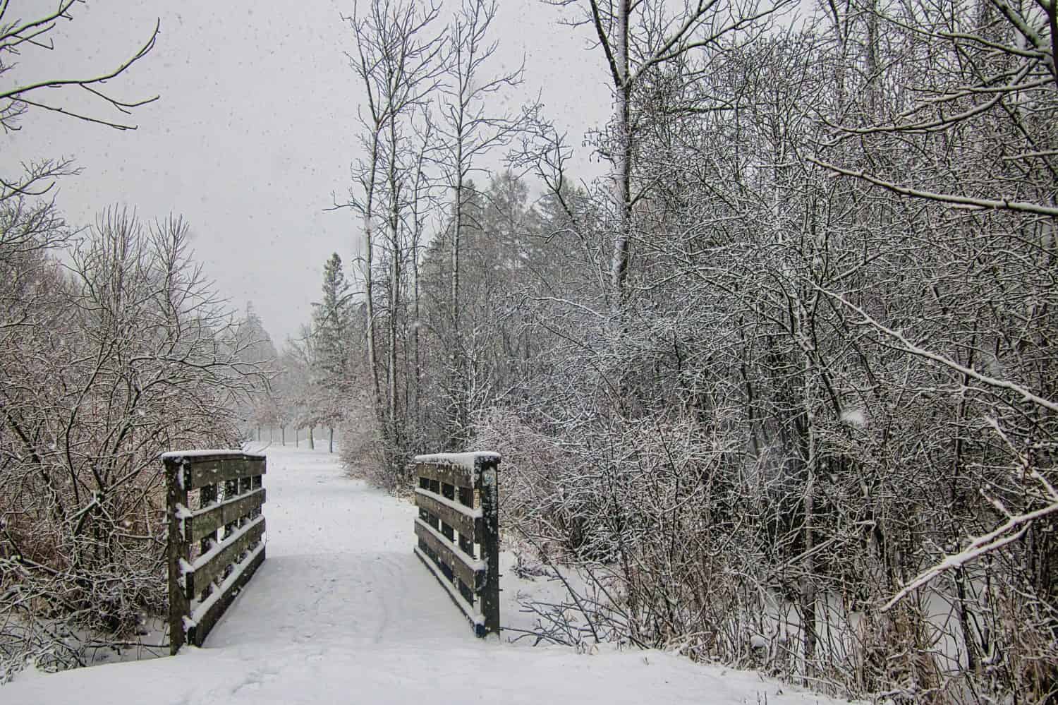 Una dolce nevicata crea uno scenario tranquillo in una giornata invernale nella foresta statale di Kettle Moraine vicino a Kewaskum, WI