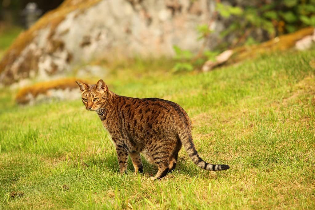 animali all'aperto - bellissimo gatto ocicat marrone e nero, spogliato e maculato, in piedi su un'erba verde in un giardino con una grande roccia sullo sfondo in una giornata di sole in Europa