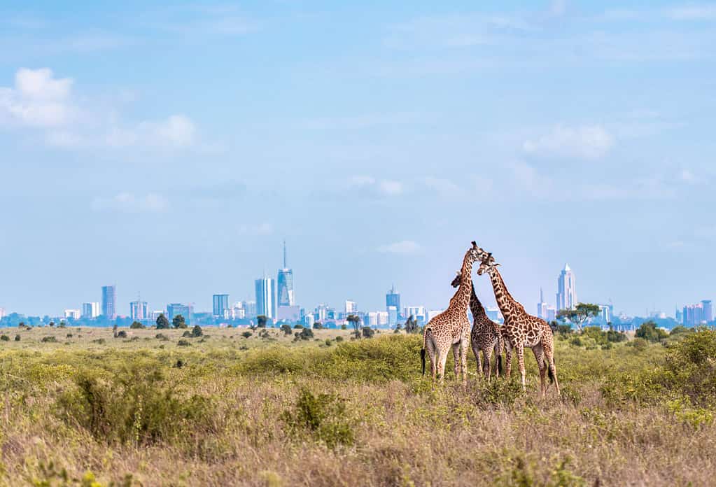 Famiglia di giraffe nel parco - Skyline di Nairobi
