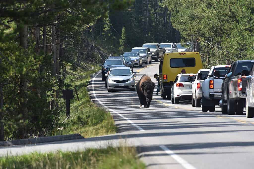 Un motivo divertente per un ingorgo Bison sulla strada nel Parco Nazionale di Yellowstone