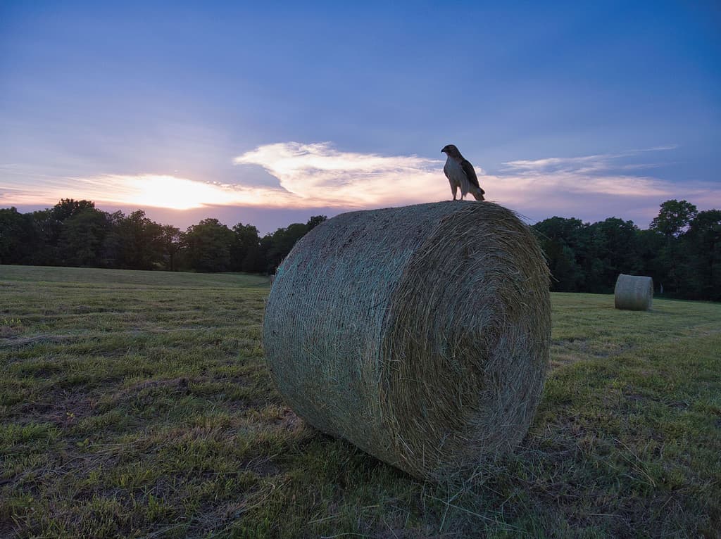 Falco su una balla di fieno nella contea di Boone, Missouri durante il tramonto