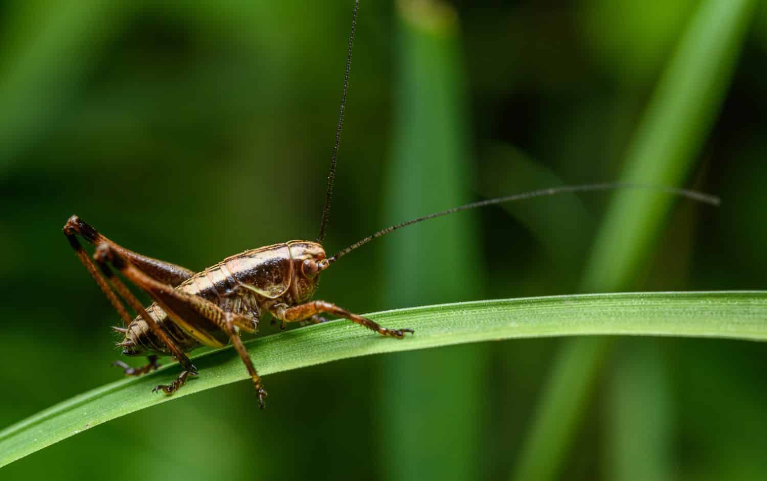 grillo scuro (Pholidoptera griseoaptera) sulla lama dell'erba