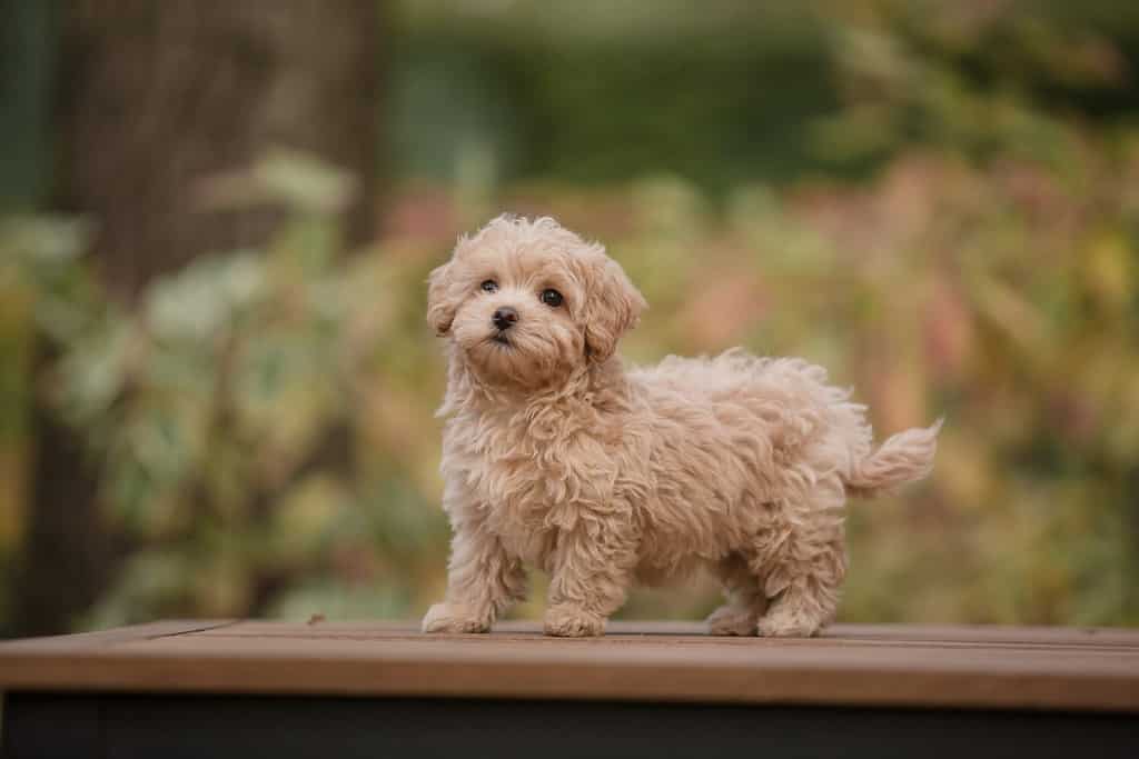 Adorabile mix di maltese e barboncino cucciolo o cane Maltipoo.