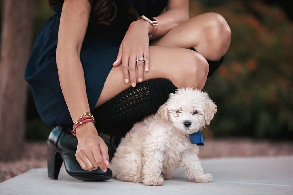 bellissima ragazza filippina asiatica che indossa un vestito e stivali in ginocchio accanto a un simpatico cucciolo di maltipoo color crema con un fiocco blu su di lei