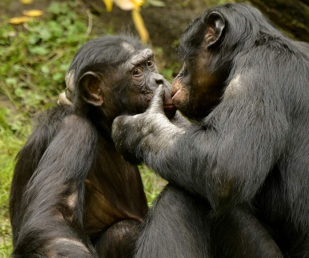 Baciare, Bonobo, Scimmia, Animale, Famiglia di animali