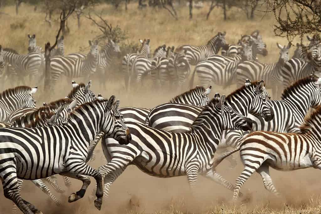 Una mandria di zebre comuni (Equus Quagga) al galoppo nel Parco Nazionale del Serengeti, Tanzania