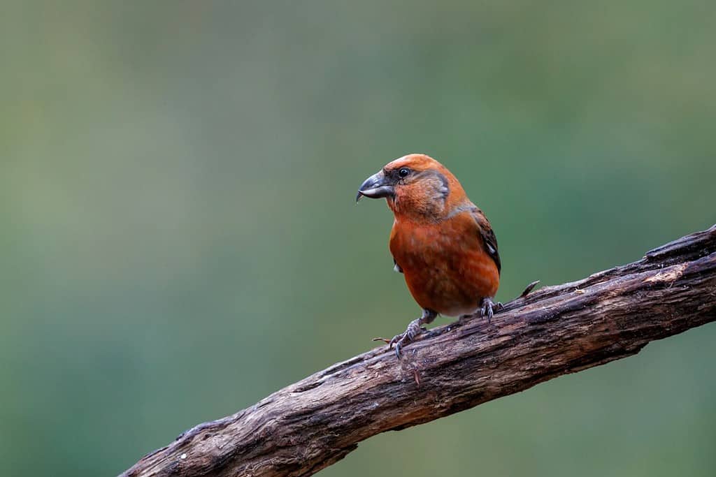 Crociere rosso o crociere comune (Loxia curvirostra), un piccolo uccello passeriforme della famiglia dei fringuelli