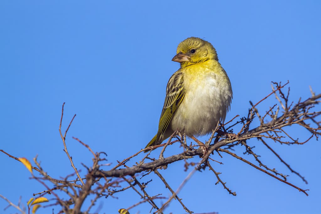 Canarino dalla fronte gialla nel Parco nazionale Kruger, Sud Africa