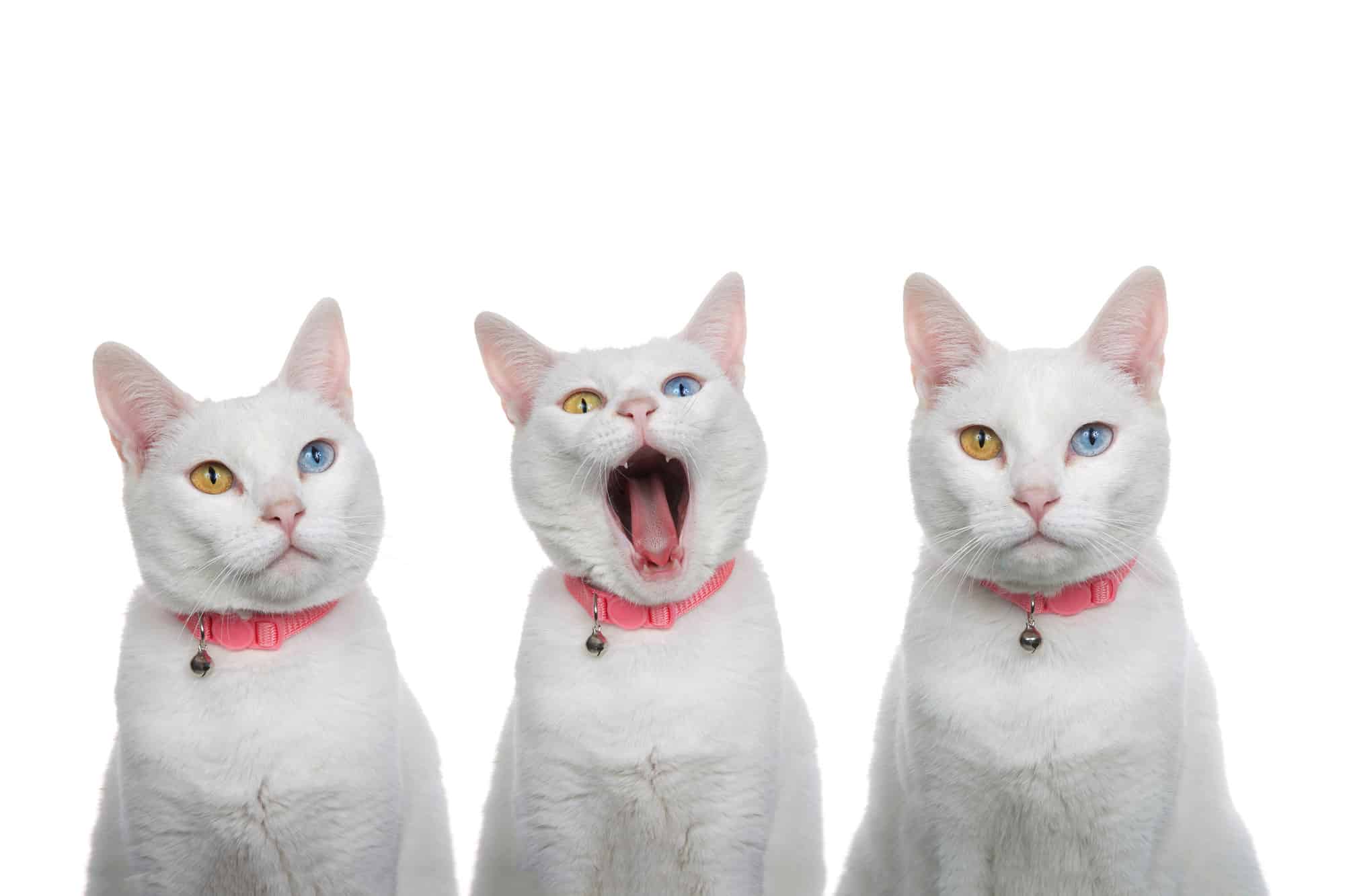 Ritratto di 3 gatti bianchi