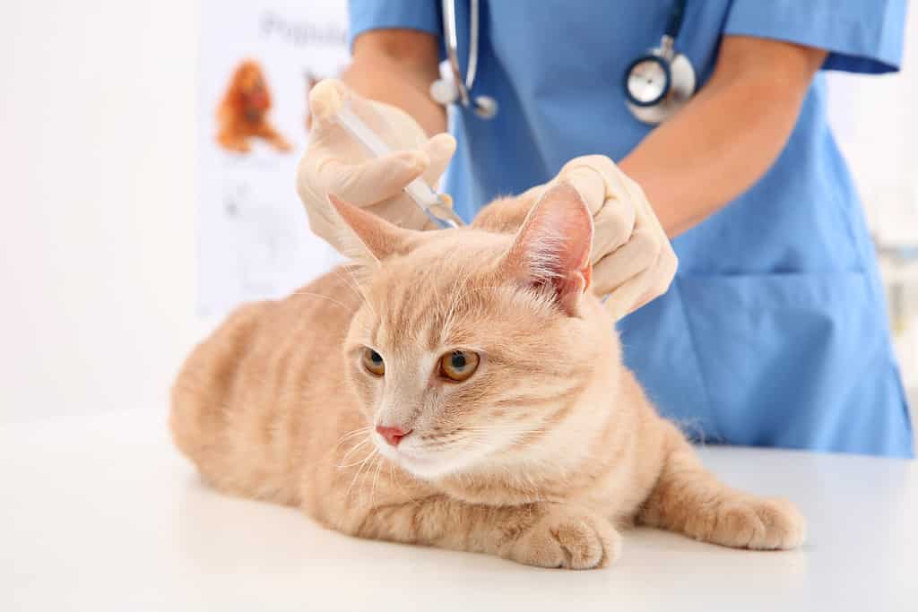Veterinario che fa un'iniezione al gatto rosso