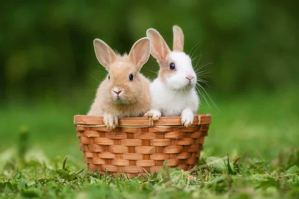 Due coniglietti seduti nel cestino in estate