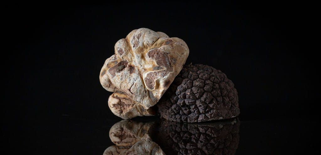 Tartufo sotterraneo fresco dall'Italia