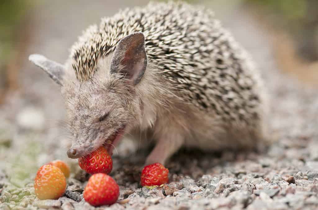 Il riccio dalle orecchie lunghe mangia le fragole