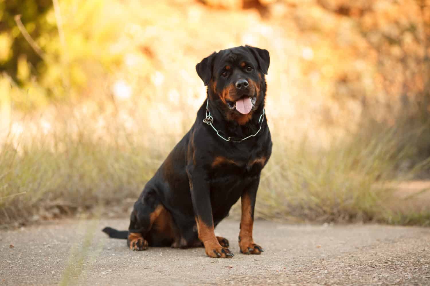 bellissimo cane di razza Rottweiler per una passeggiata autunnale