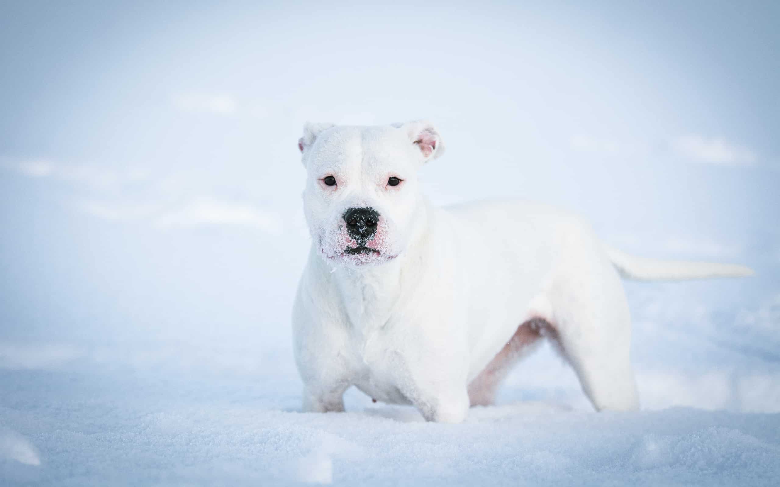 cane bianco Dogo Argentino nella neve