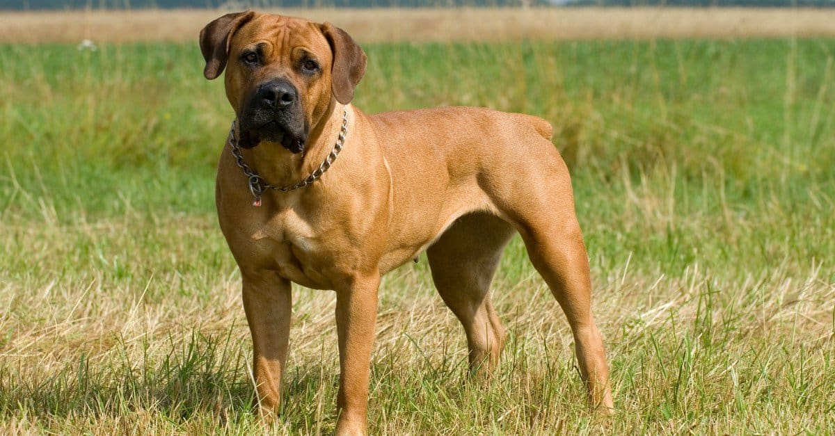 Le razze di cani più grandi - cani simili ai pitbull - Boerboel