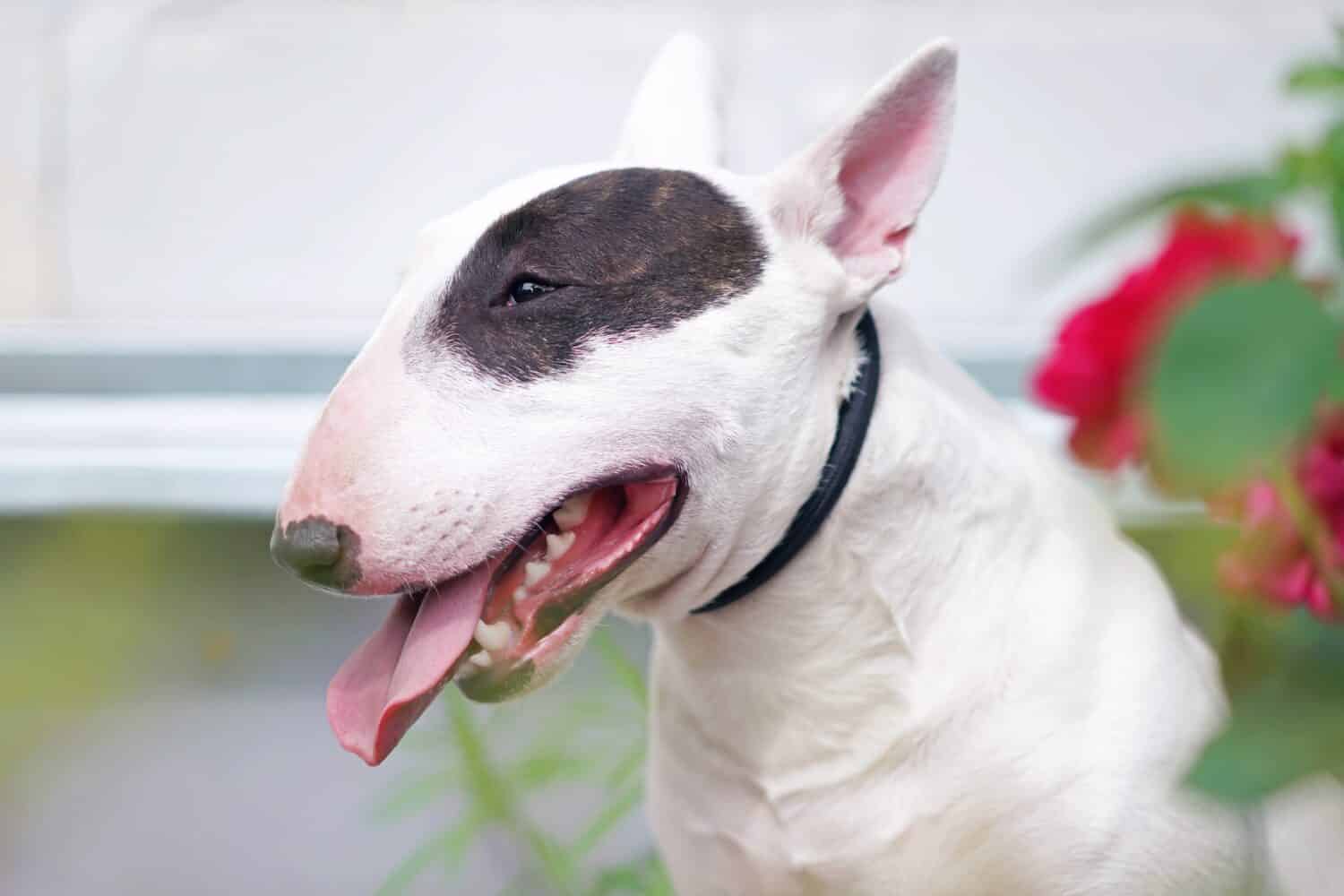 Il ritratto di un cane bianco con una toppa marrone Bull Terrier in miniatura con un collare nero che posa all'aperto in estate