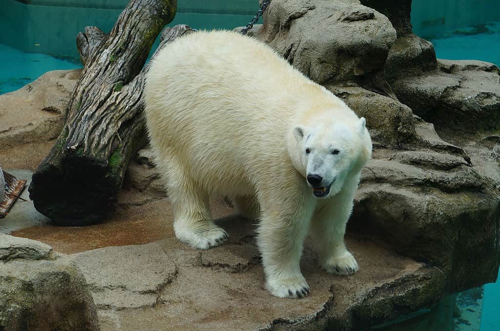 Orso polare dello zoo di Lincoln Park