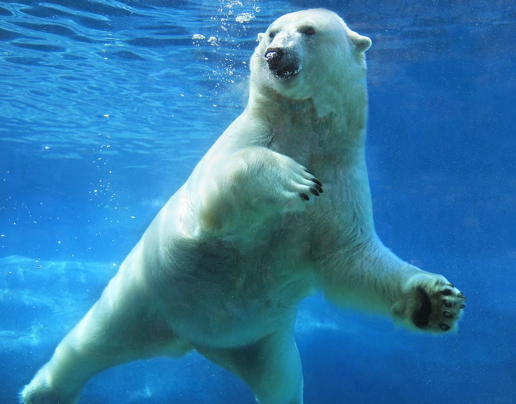 Orso polare che nuota sott'acqua