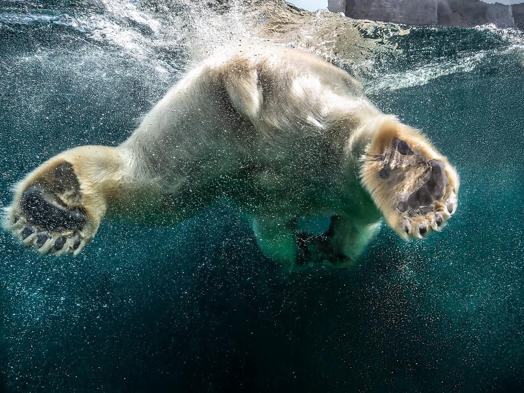 Primo piano d'azione dell'orso polare con grandi zampe che nuota sottomarino con bolle sotto la superficie dell'acqua in un acquario dello zoo della fauna selvatica - Concetto di cambiamento climatico pericoloso, animali selvatici in via di estinzione