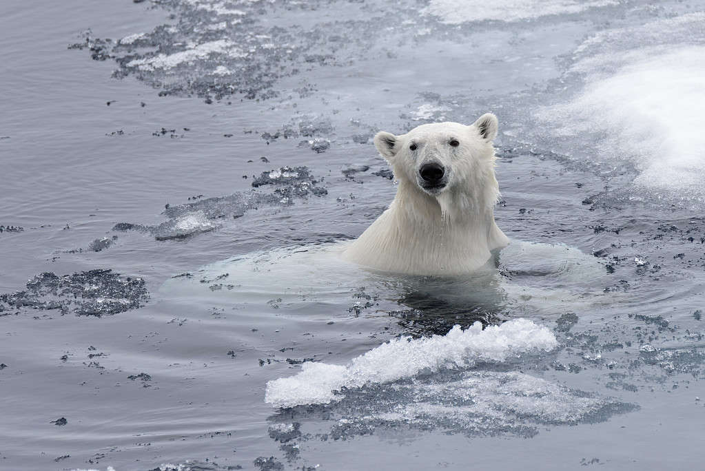 Orso polare (Ursus maritimus) che nuota nel mare artico da vicino