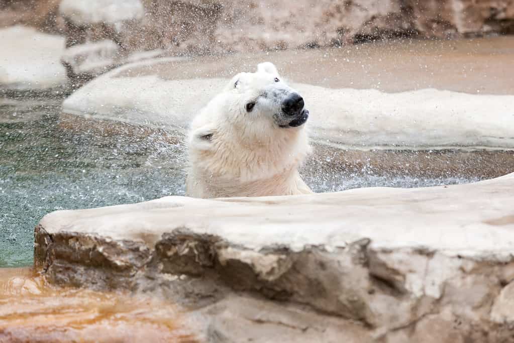 Orso polare allo zoo di St. Louis, Stati Uniti.