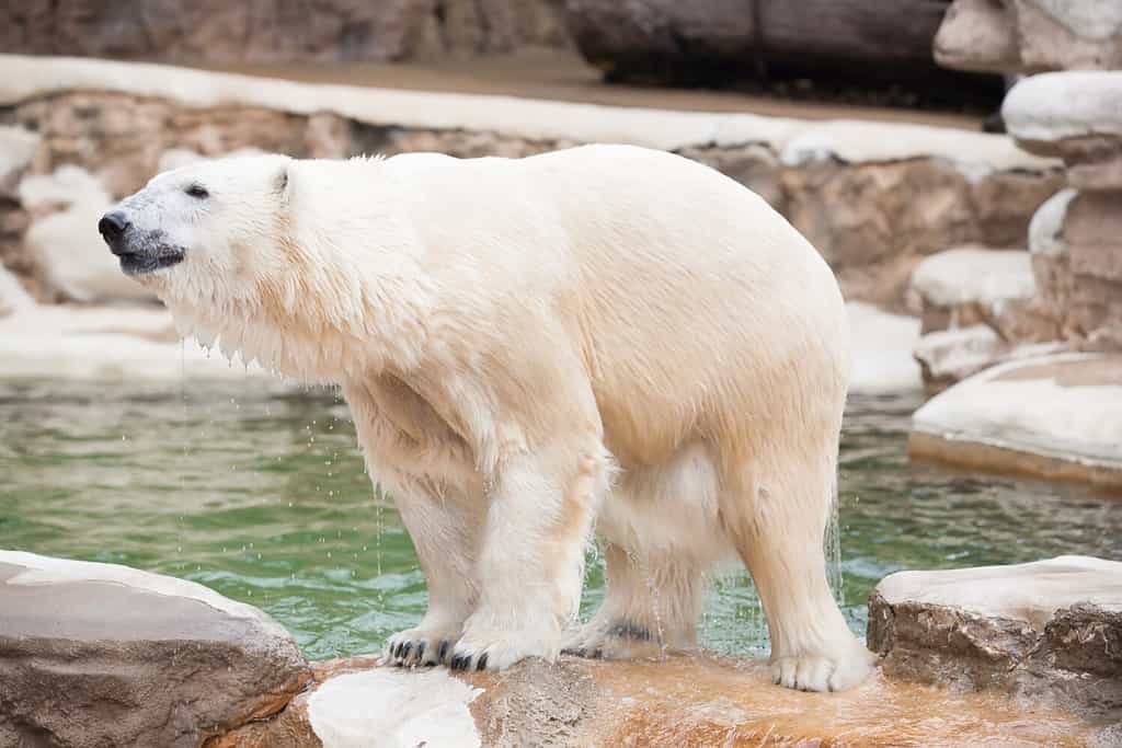 Orso polare a St. Louis, Stati Uniti.