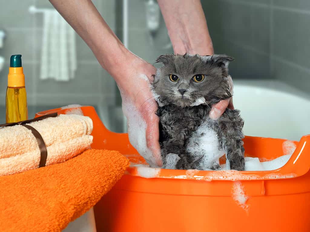 Il processo di lavaggio del gatto in bagno.  Un gatto bagnato, spaventato e infelice, una mano umana, molta schiuma