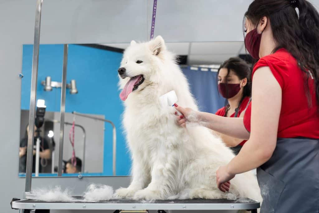 Una toelettatrice che pettina un cane Samoiedo con il pettine.  Grande cane nel salone di toelettatura.