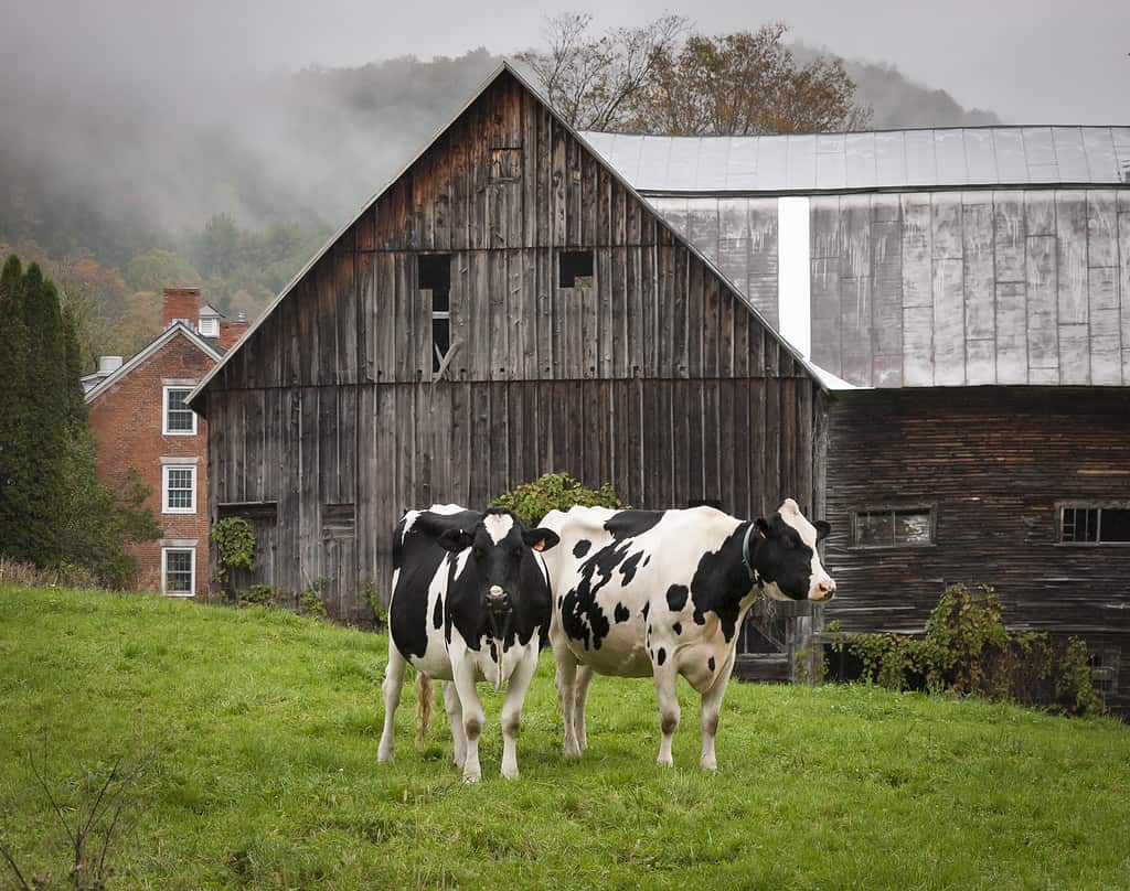 Mucche del Vermont Holstein