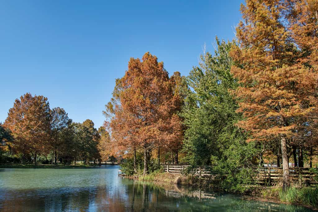 Bellissimi colori autunnali di cipressi calvi intorno al piccolo lago a Lafayette Louisiana Cajun Country