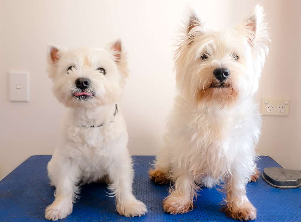 Due terrier bianchi dell'altopiano occidentale sul tavolo da toelettatura del cane, uno sporge la lingua