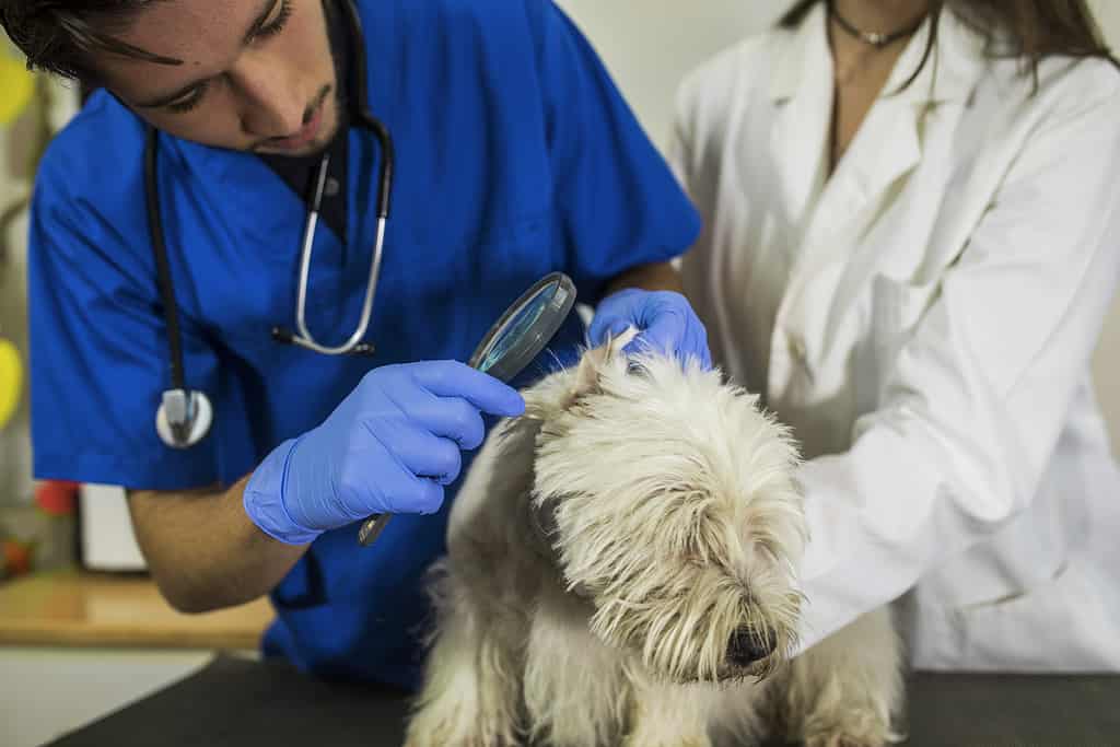 Clinica veterinaria