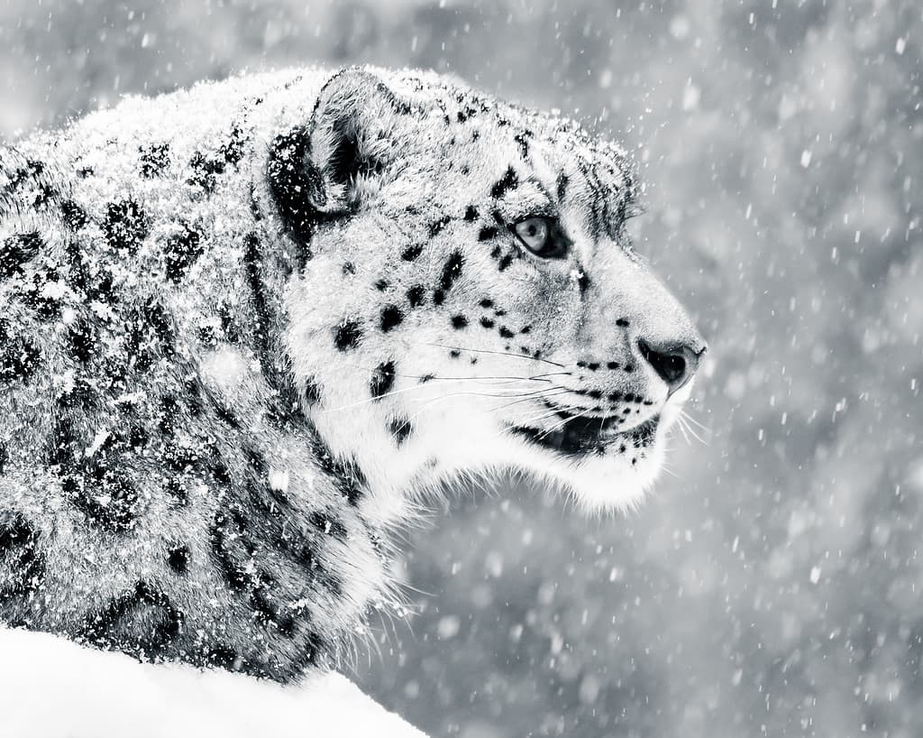 Leopardo delle nevi in ​​Tempesta di neve V