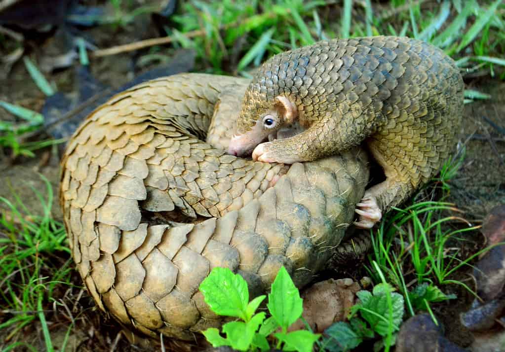 Un cucciolo di pangolino filippino dà una gomitata alla madre, arrotolata in una palla protettiva.  Fotografato nelle foreste di Palawan.