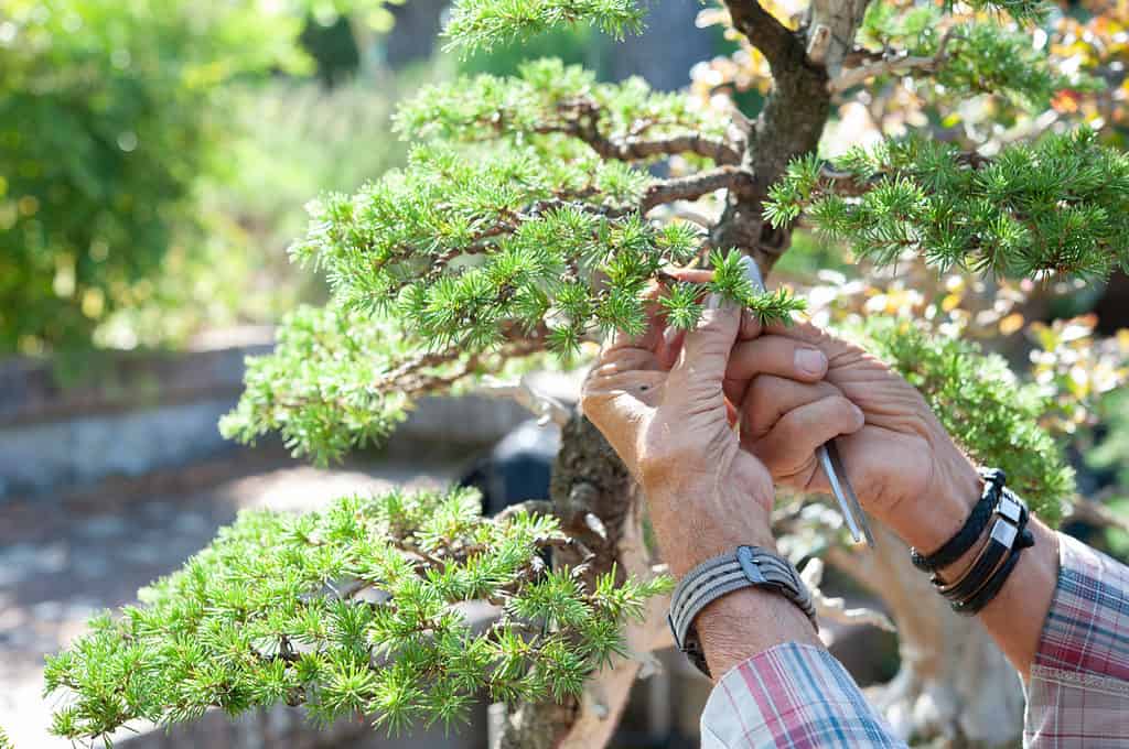 lavorando su un bonsai di cedro