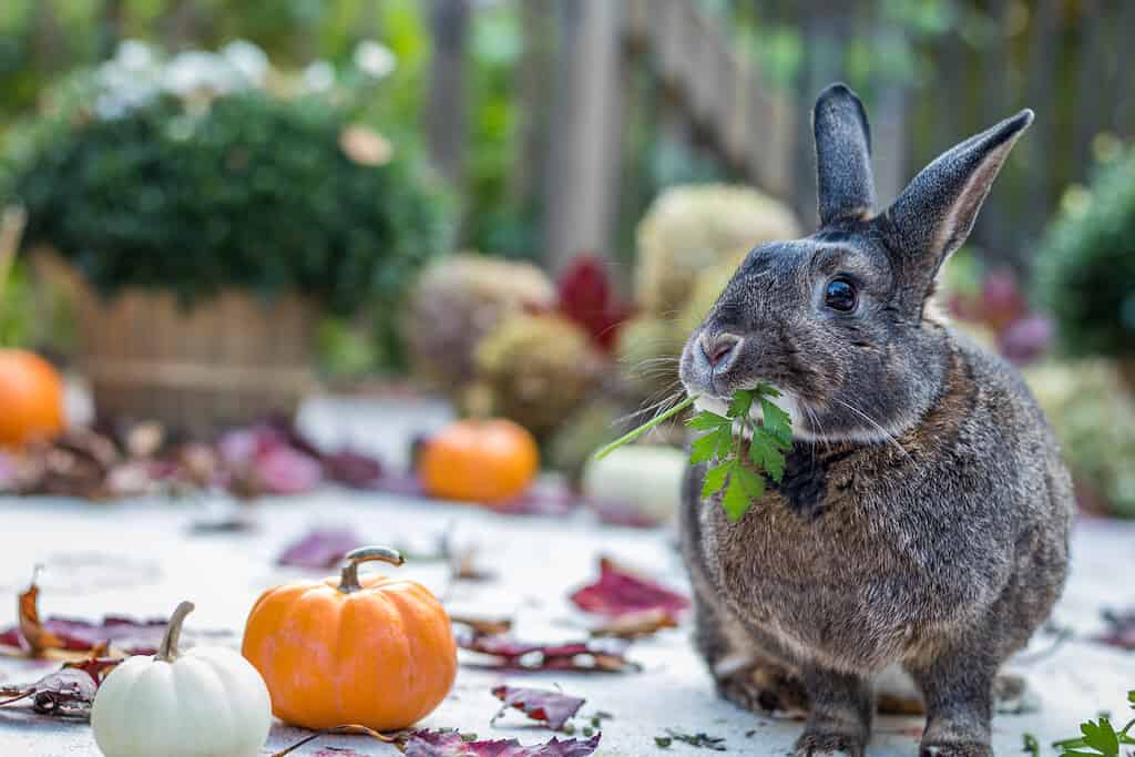 Piccolo coniglio grigio e bianco che mangia prezzemolo circondato da foglie autunnali colorate