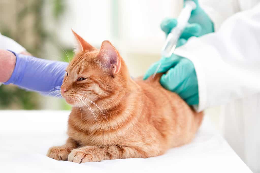 Il tuo gatto è diabetico?