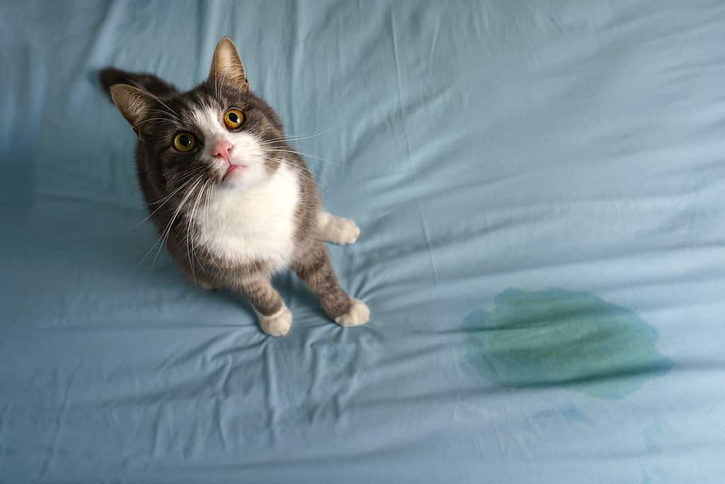 Come rimuovere l'odore di urina di gatto dal tappeto
