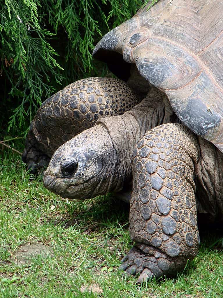 natura a piedi animale natura zoo tartaruga tropicale rettile fauna conchiglia testa tartaruga vertebrato gigante grande grande lento comune tartaruga azzannatrice emydidae Immagini gratis