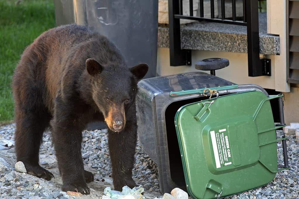 Un orso nero fruga nei rifiuti domestici il giorno della raccolta differenziata