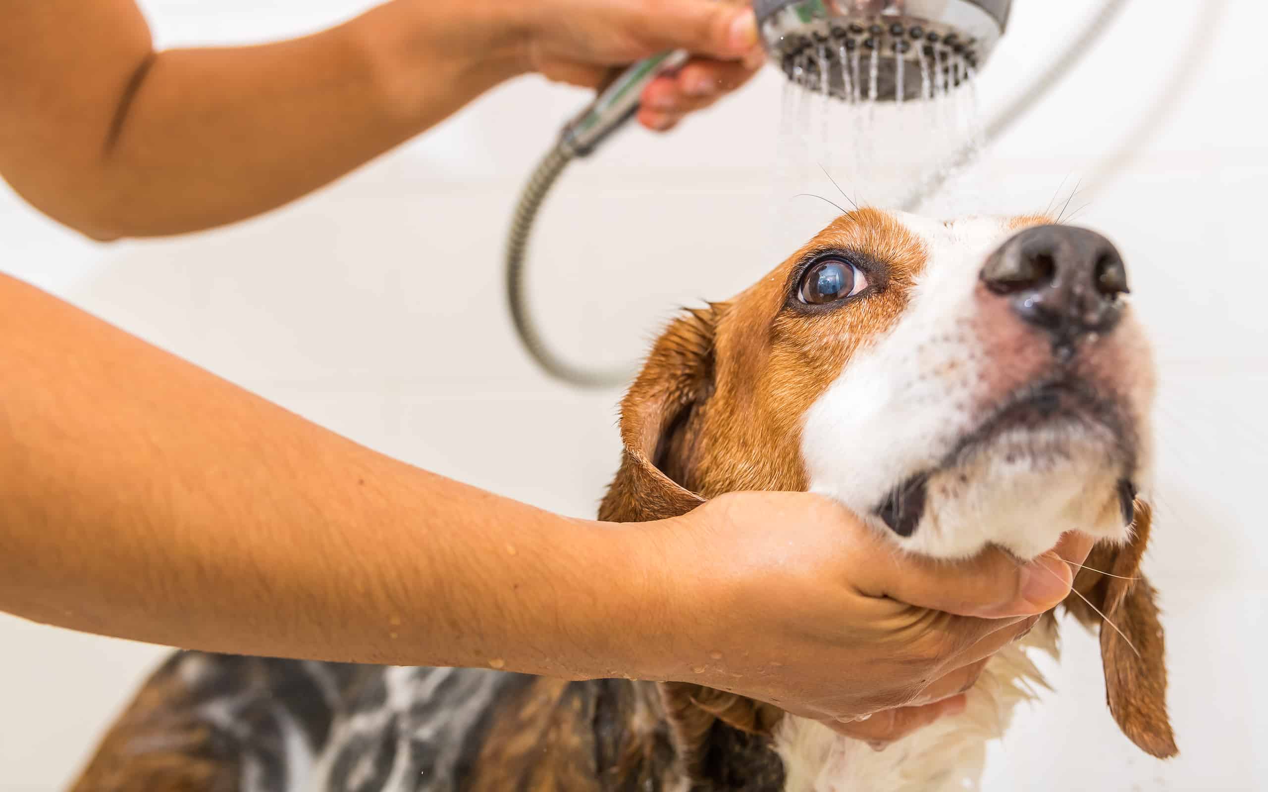 Un mix Beagle viene delicatamente risciacquato dal sapone sotto la doccia - Vista in alto.