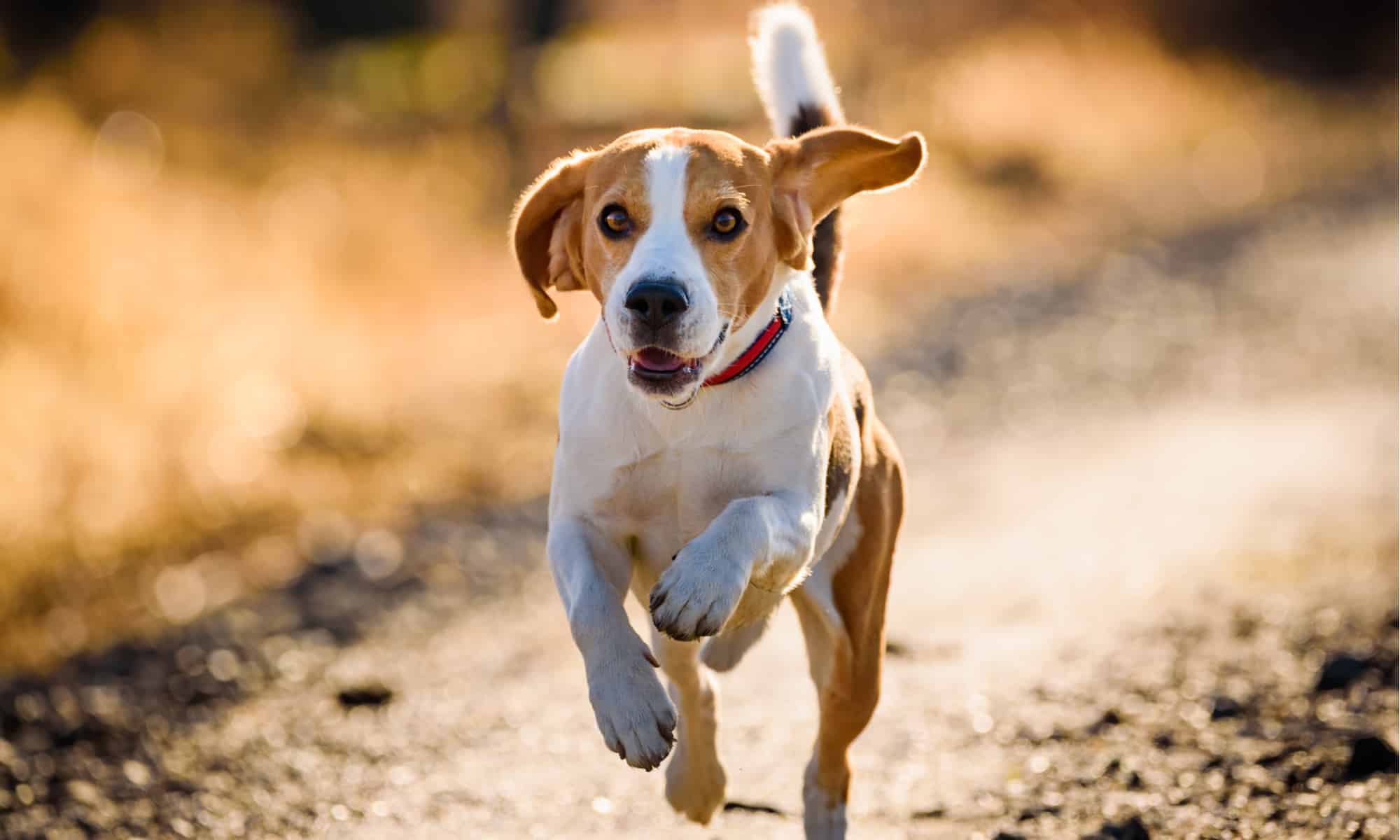 miglior cibo per cani per beagle