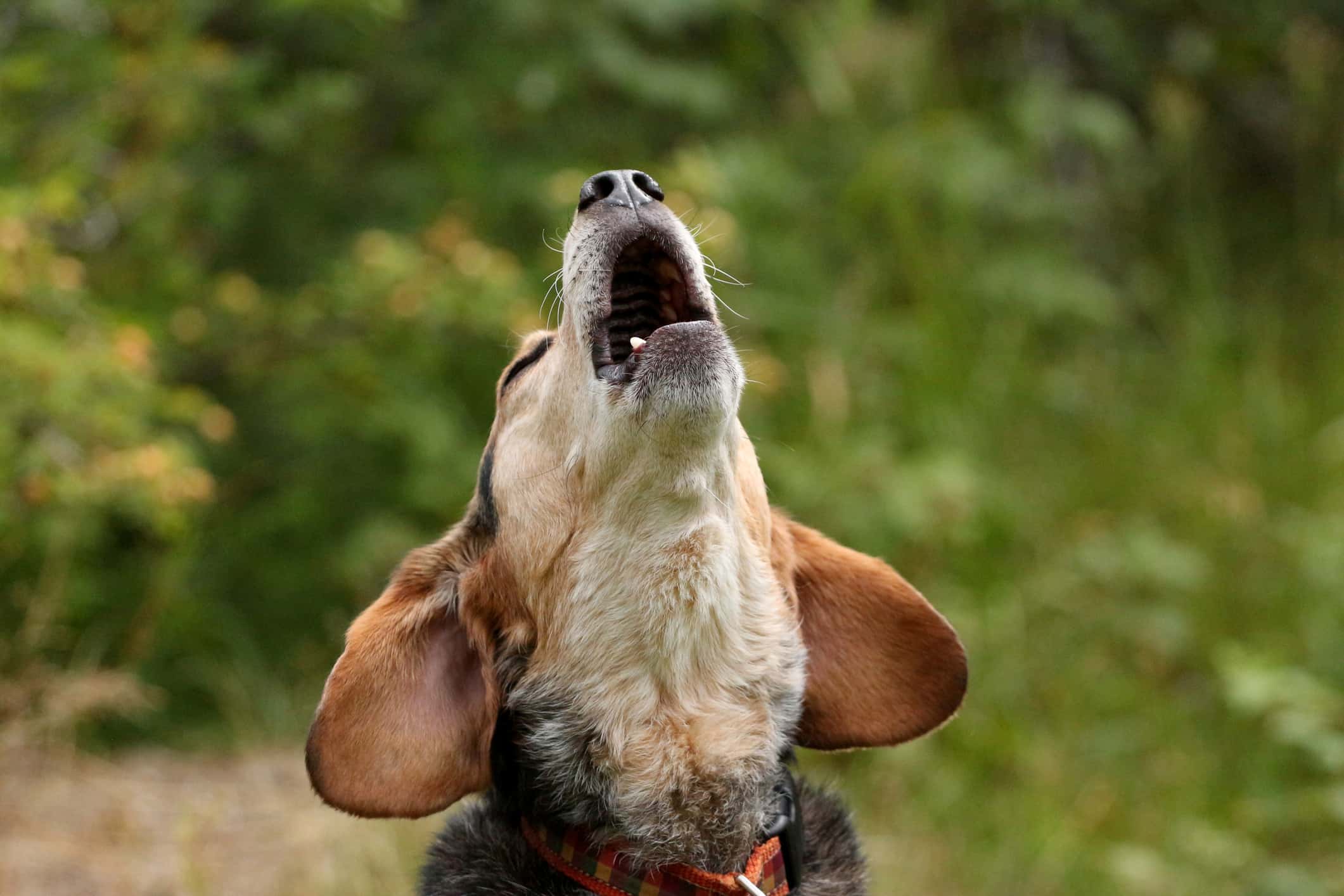 Beagle che ulula