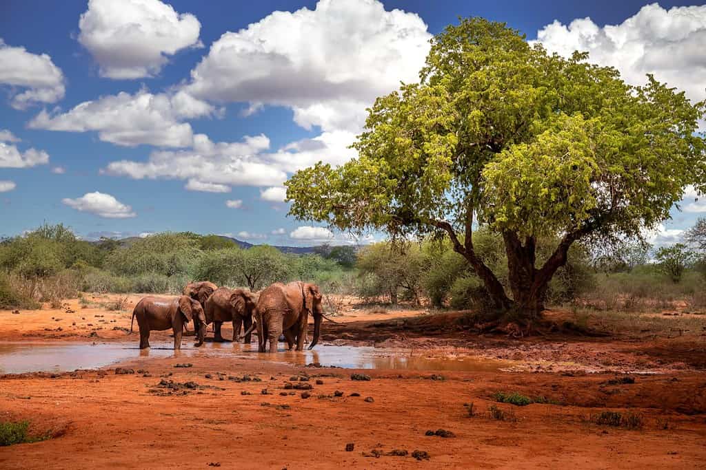 Famiglia di elefanti in uno splendido paesaggio dell'Africa, Kenya.  Qui nel Parco Nazionale Tsavo.  Una mandria con molti animali alla pozza d'acqua.  Safari, safari nella savana