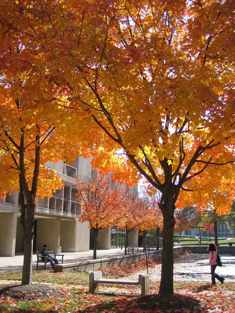 L'Università del Maryland, nella contea di Baltimora, è uno dei 10 campus più grandi in termini di dimensioni.