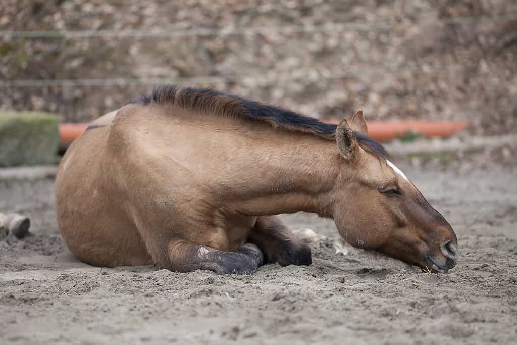 Il cavallo con le coliche si sdraia e dorme all'aperto