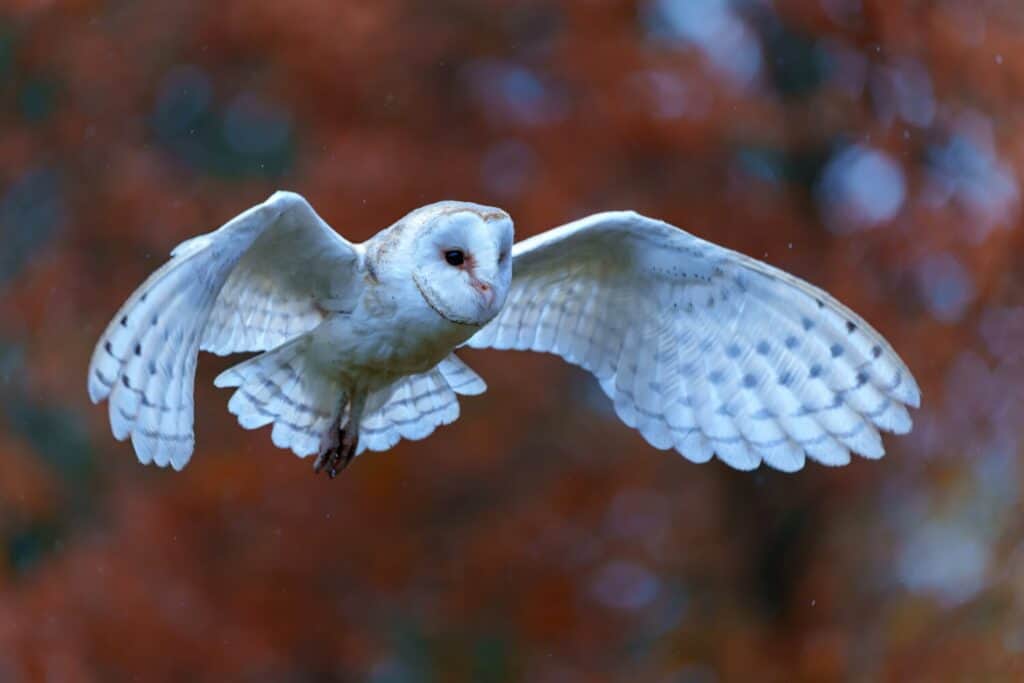 Barbagianni (Tyto alba) volare in un frutteto di mele con colori autunnali sullo sfondo nel Brabante Settentrionale nei Paesi Bassi