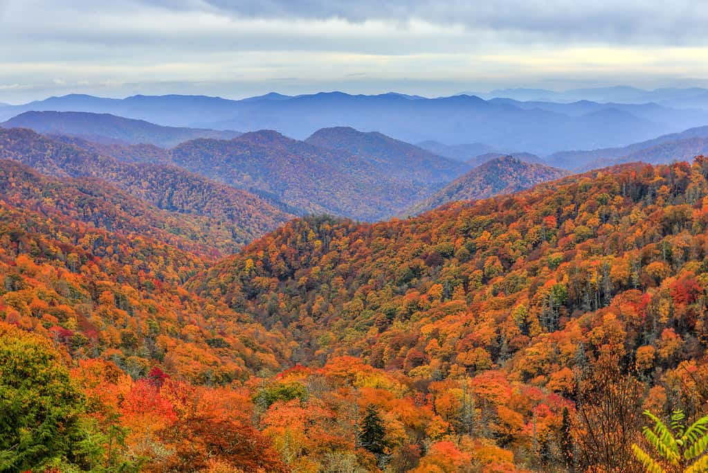 Parco nazionale delle Grandi Montagne Fumose, Carolina del Nord