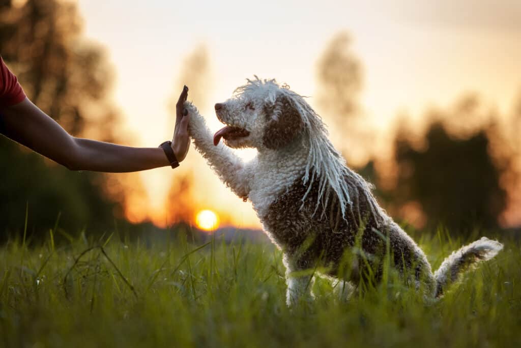 Il cane da acqua spagnolo offre la zampa